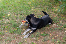 ARON, Hund, Mischlingshund in Kroatien - Bild 2