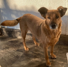 LORADUNJA, Hund, Mischlingshund in Kroatien - Bild 1