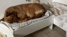 LORADUNJA, Hund, Mischlingshund in Kroatien - Bild 5