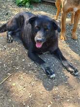 KIM, Hund, Mischlingshund in Rumänien - Bild 3