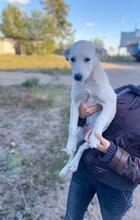 VERA, Hund, Mischlingshund in Russische Föderation - Bild 6
