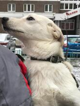 LUBAWA, Hund, Mischlingshund in Russische Föderation - Bild 7