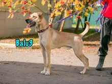 BALU3, Hund, Mischlingshund in Russische Föderation - Bild 1