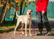 BALU3, Hund, Mischlingshund in Russische Föderation - Bild 2