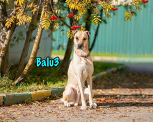 BALU3, Hund, Mischlingshund in Russische Föderation - Bild 3