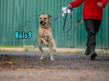 BALU3, Hund, Mischlingshund in Russische Föderation - Bild 6