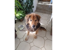 CASIMO, Hund, Mischlingshund in Roth - Bild 3
