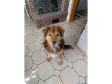 CASIMO, Hund, Mischlingshund in Oberwies - Bild 4