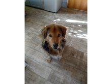 CASIMO, Hund, Mischlingshund in Oberwies - Bild 5