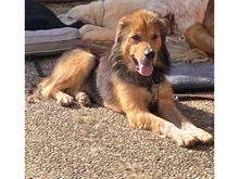 CASIMO, Hund, Mischlingshund in Oberwies - Bild 7