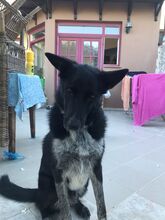 ARAPI, Hund, Mischlingshund in Griechenland - Bild 13