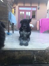 ARAPI, Hund, Mischlingshund in Griechenland - Bild 14