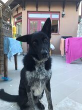 ARAPI, Hund, Mischlingshund in Griechenland - Bild 2