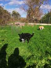 ARAPI, Hund, Mischlingshund in Griechenland - Bild 8