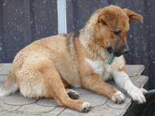 BECKY, Hund, Mischlingshund in Rumänien - Bild 10