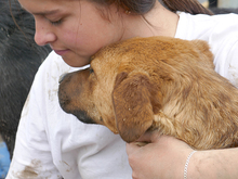 BECKY, Hund, Mischlingshund in Rumänien - Bild 11