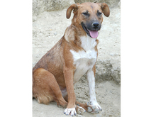 BECKY, Hund, Mischlingshund in Rumänien - Bild 2