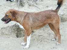 BECKY, Hund, Mischlingshund in Rumänien - Bild 3
