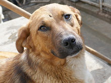 BECKY, Hund, Mischlingshund in Rumänien - Bild 4