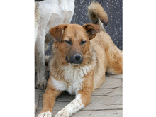 BECKY, Hund, Mischlingshund in Rumänien - Bild 5