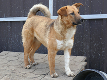 BECKY, Hund, Mischlingshund in Rumänien - Bild 6