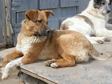 BECKY, Hund, Mischlingshund in Rumänien - Bild 8