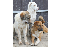 BECKY, Hund, Mischlingshund in Rumänien - Bild 9