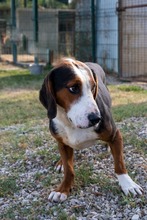 ATHOS, Hund, Segugio Jugoslavo in Italien - Bild 1