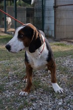 ATHOS, Hund, Segugio Jugoslavo in Italien - Bild 2