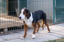 ATHOS, Hund, Segugio Jugoslavo in Italien - Bild 4