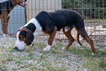 ATHOS, Hund, Segugio Jugoslavo in Italien - Bild 5