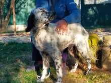 KEVIN, Hund, English Setter in Italien - Bild 5