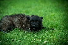 MILU, Hund, Mischlingshund in Ungarn - Bild 1