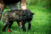 MILU, Hund, Mischlingshund in Ungarn - Bild 2