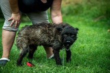 MILU, Hund, Mischlingshund in Ungarn - Bild 3