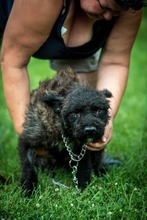 MILU, Hund, Mischlingshund in Ungarn - Bild 4