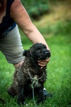 MILU, Hund, Mischlingshund in Ungarn - Bild 5
