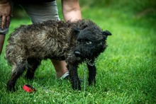 MILU, Hund, Mischlingshund in Ungarn - Bild 6