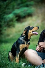 EASY, Hund, Mischlingshund in Ungarn - Bild 1