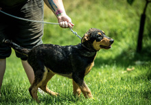 EASY, Hund, Mischlingshund in Ungarn - Bild 2
