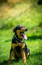 EASY, Hund, Mischlingshund in Ungarn - Bild 3