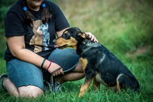 EASY, Hund, Mischlingshund in Ungarn - Bild 4