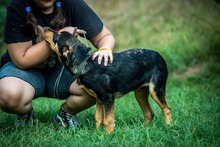 EASY, Hund, Mischlingshund in Ungarn - Bild 7