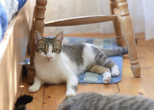 SONJA, Katze, Hauskatze in Bulgarien - Bild 1