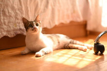 MITIKAS, Katze, Hauskatze in Bulgarien - Bild 11