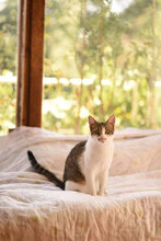SONJA, Katze, Hauskatze in Bulgarien - Bild 12