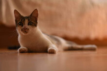 SONJA, Katze, Hauskatze in Bulgarien - Bild 13