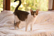 SONJA, Katze, Hauskatze in Bulgarien - Bild 14