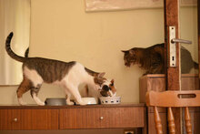 SONJA, Katze, Hauskatze in Bulgarien - Bild 15