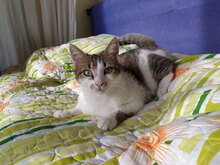 SONJA, Katze, Hauskatze in Bulgarien - Bild 16